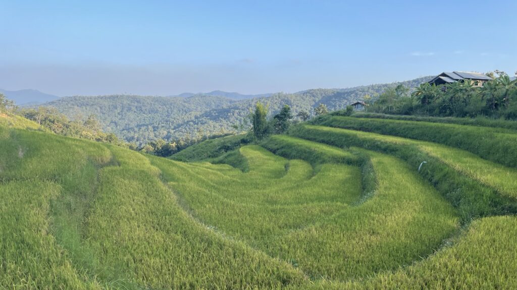 Rice fields in Chiang Mai, Thailand